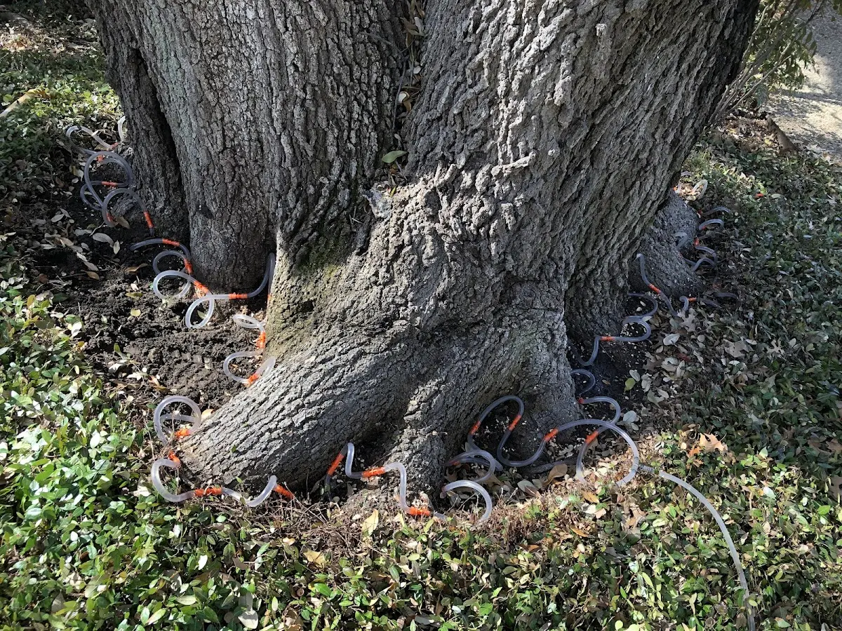 Detailed Tree Cabling and Bracing job site in Flat Rock