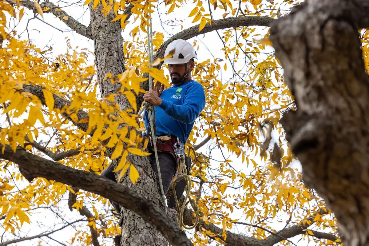 Skilled Storm Damage Cleanup crew working in Flat Rock